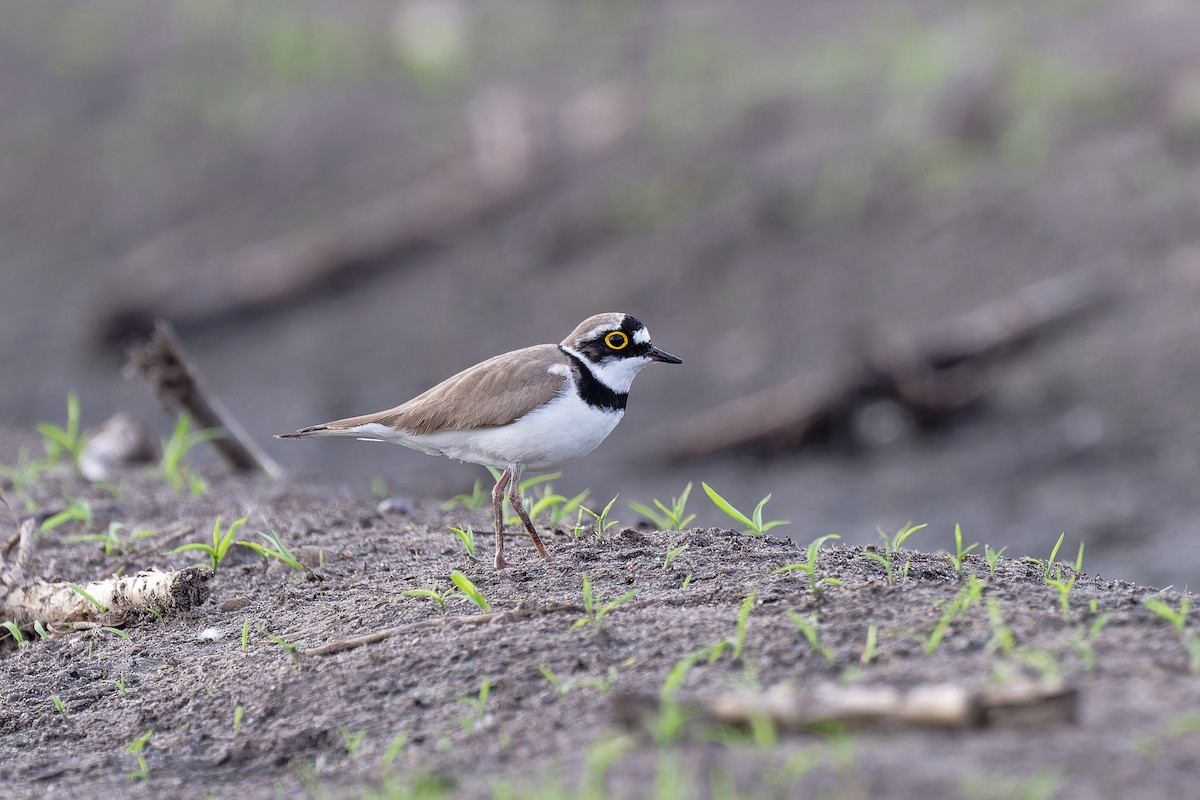 Little Ringed Plover - ML619452053