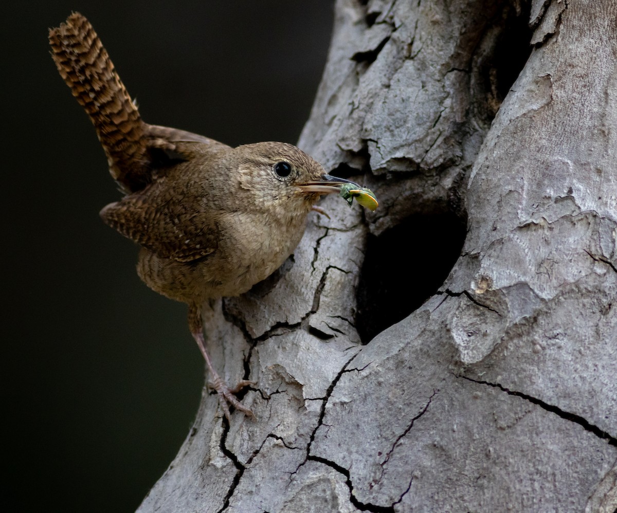 střízlík zahradní - ML619452055