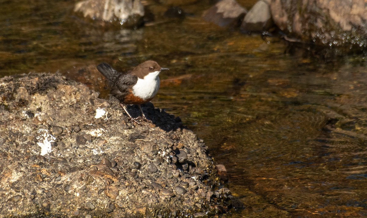White-throated Dipper - Theo de Clermont
