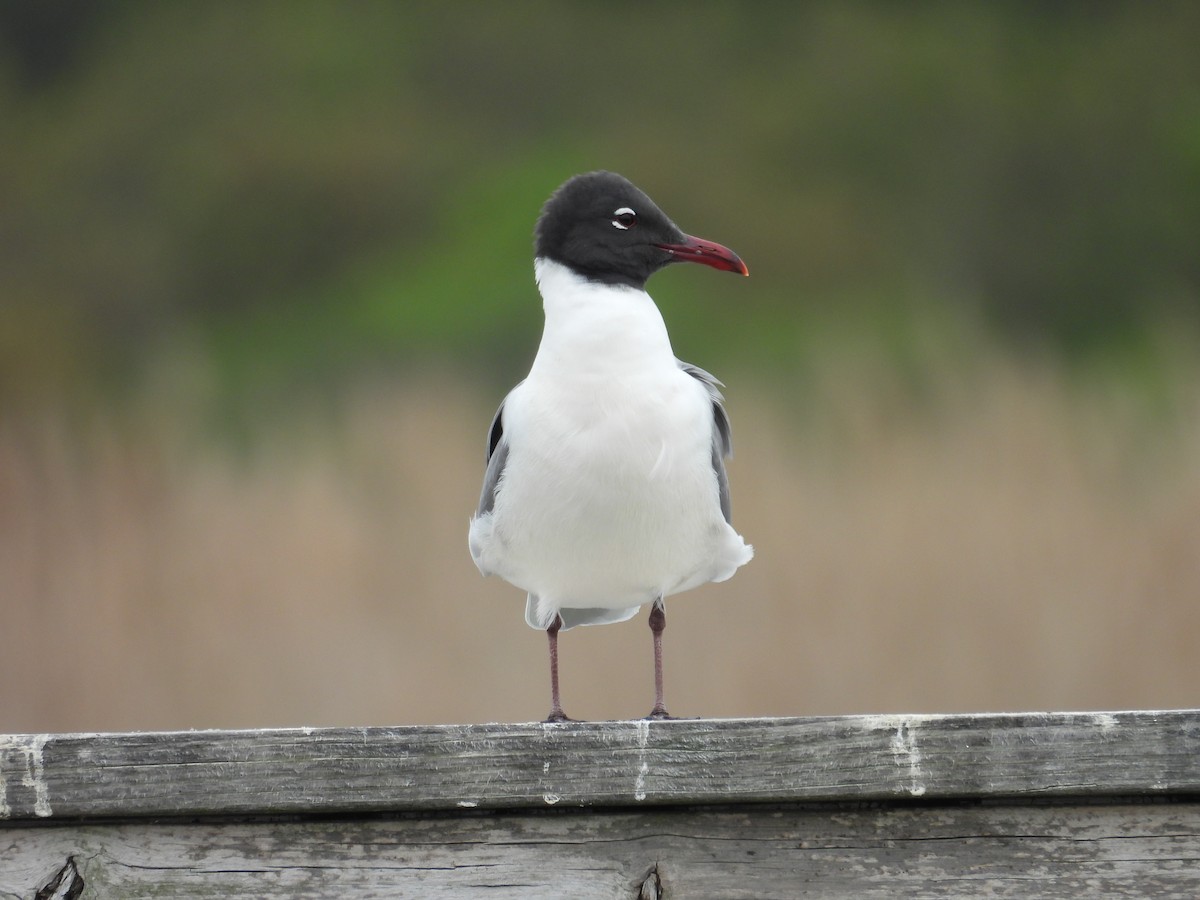 Mouette atricille - ML619452063