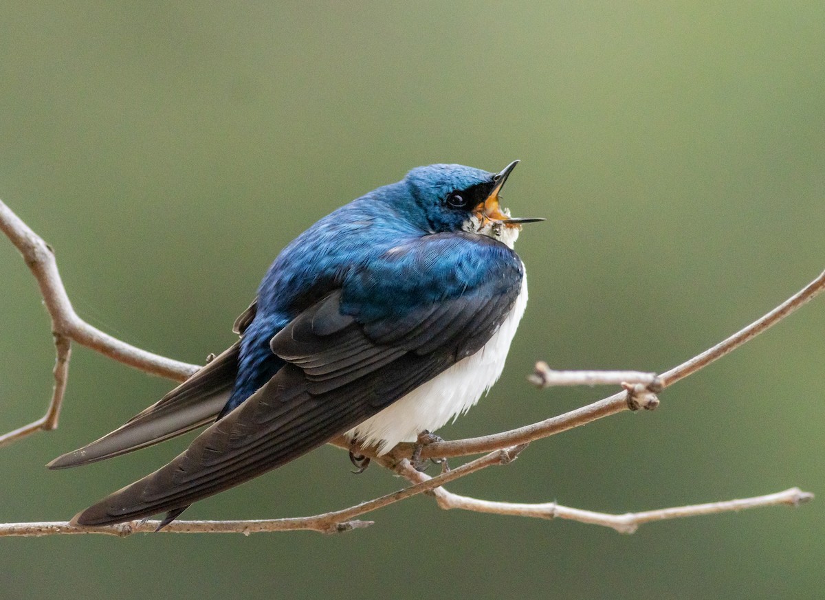 vlaštovka stromová - ML619452069