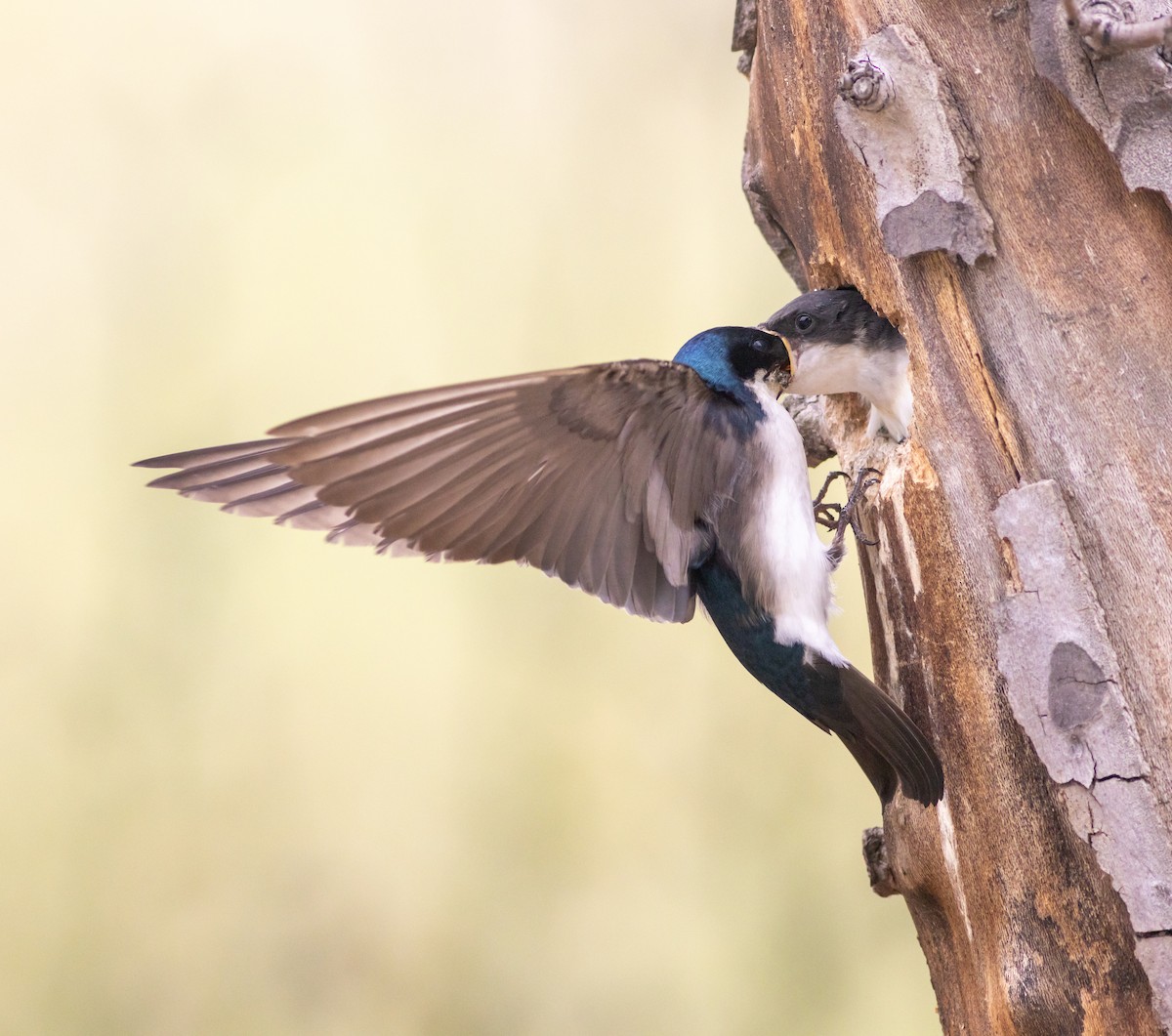 Tree Swallow - ML619452070