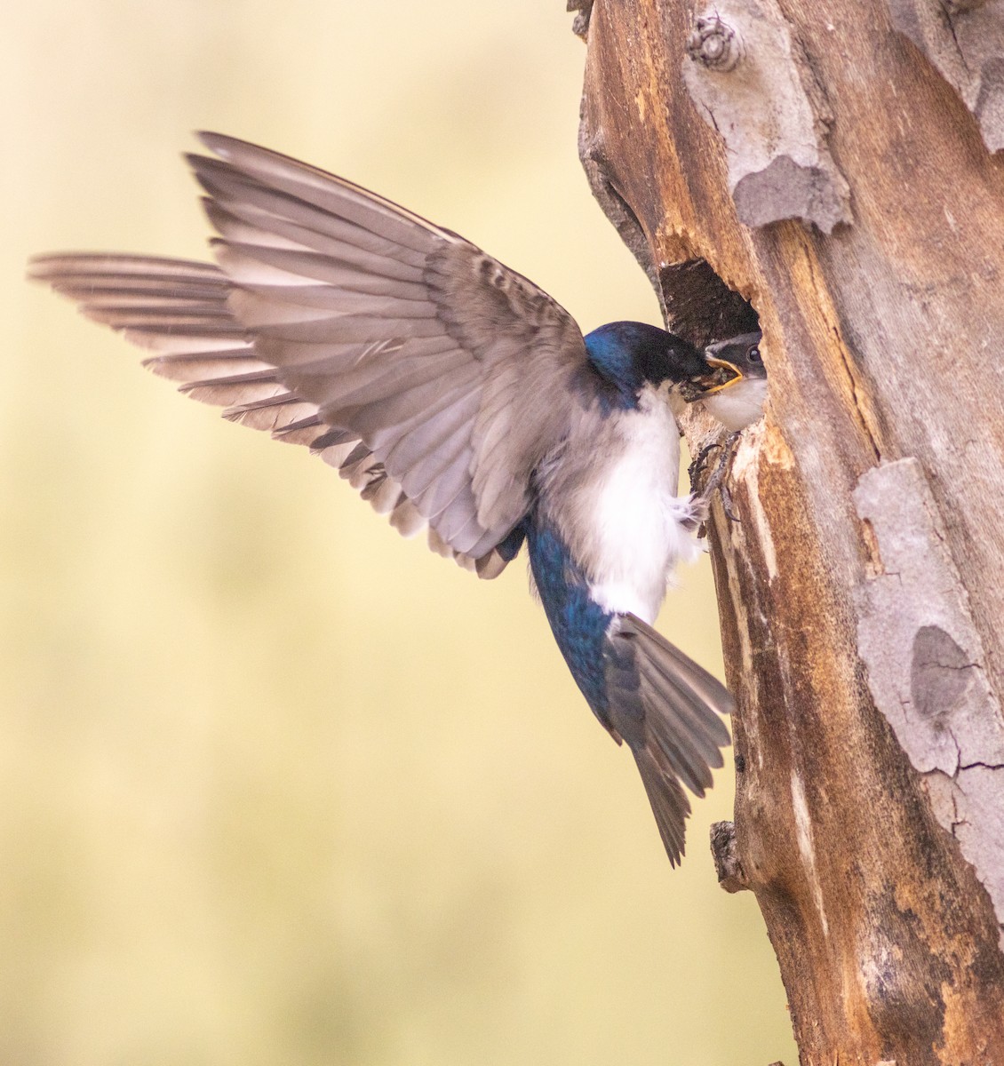 Tree Swallow - ML619452071