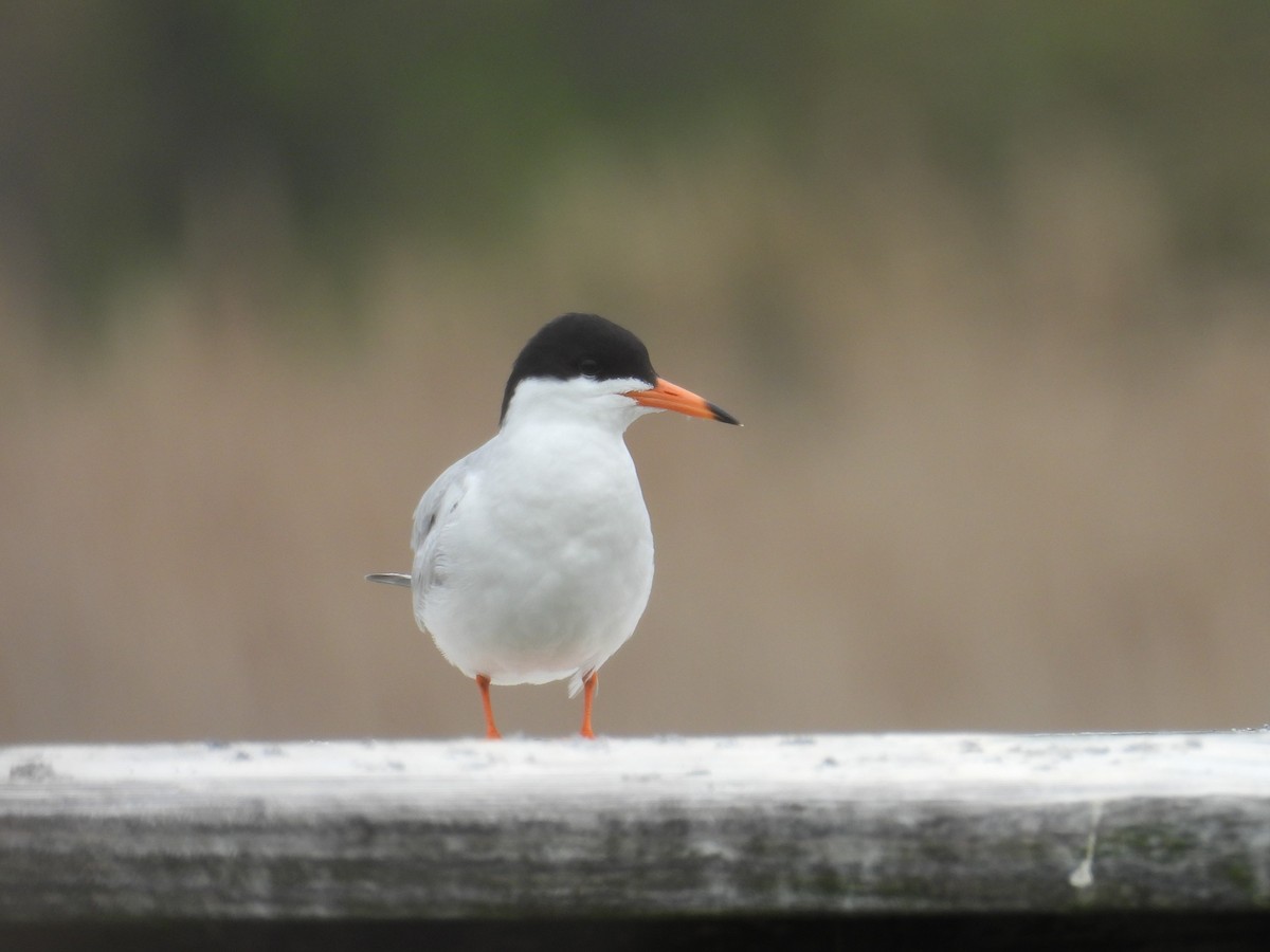 Forster's Tern - Kimberly Snaric