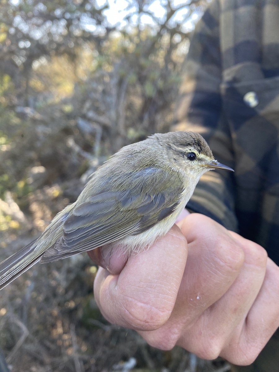 Common Chiffchaff (Siberian) - ML619452079