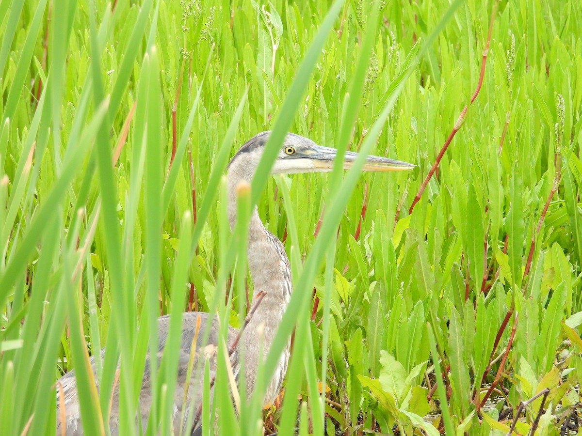 Great Blue Heron - Kimberly Snaric