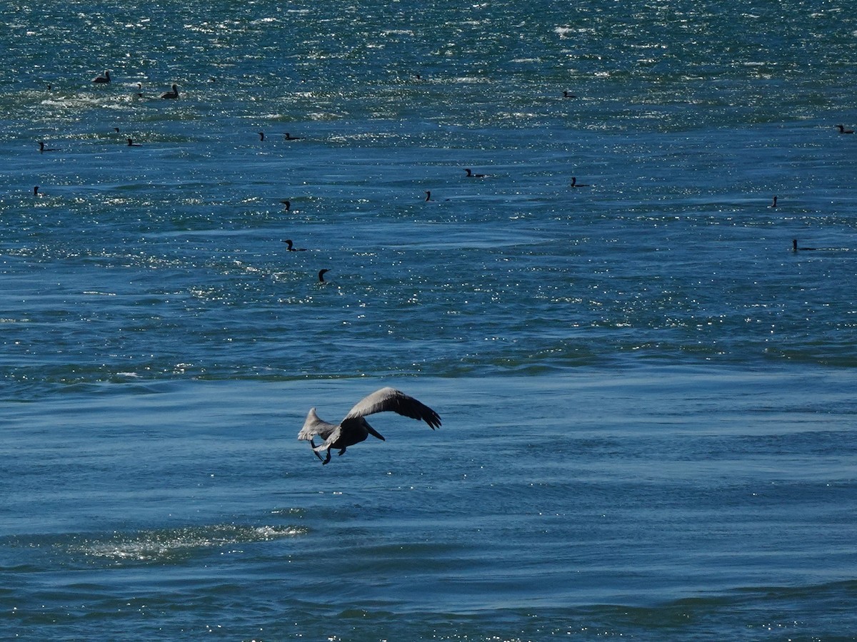 Brown Pelican (Atlantic) - ami horowitz