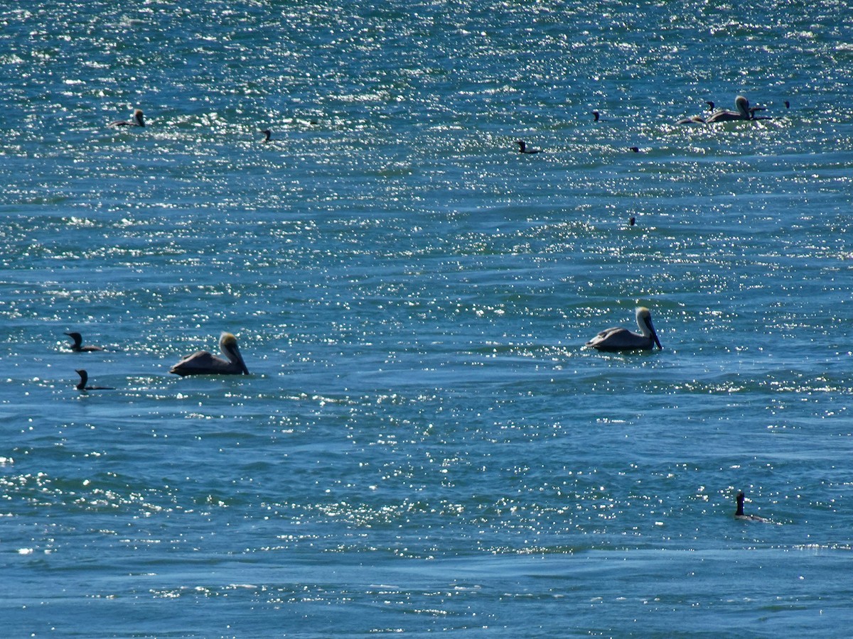 Brown Pelican (Atlantic) - ami horowitz