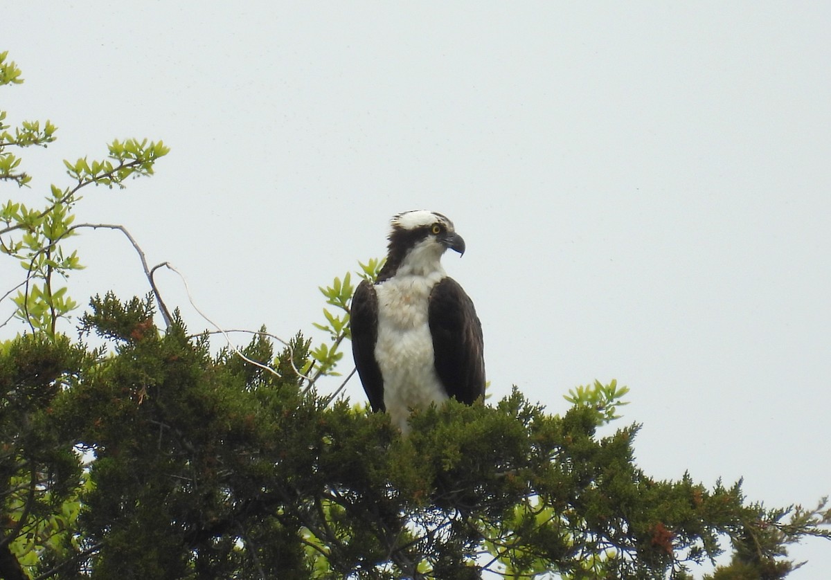 Osprey - Kimberly Snaric