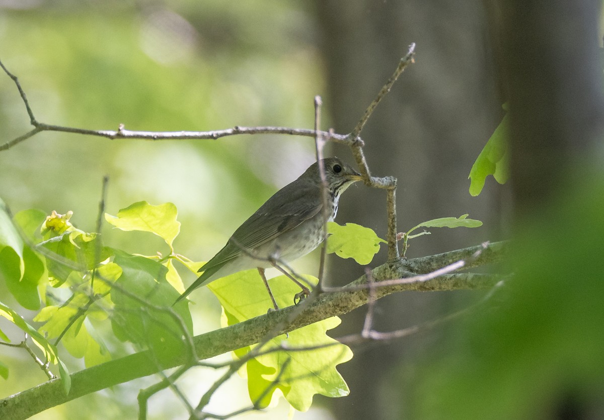 Gray-cheeked Thrush - Matthew Sabourin