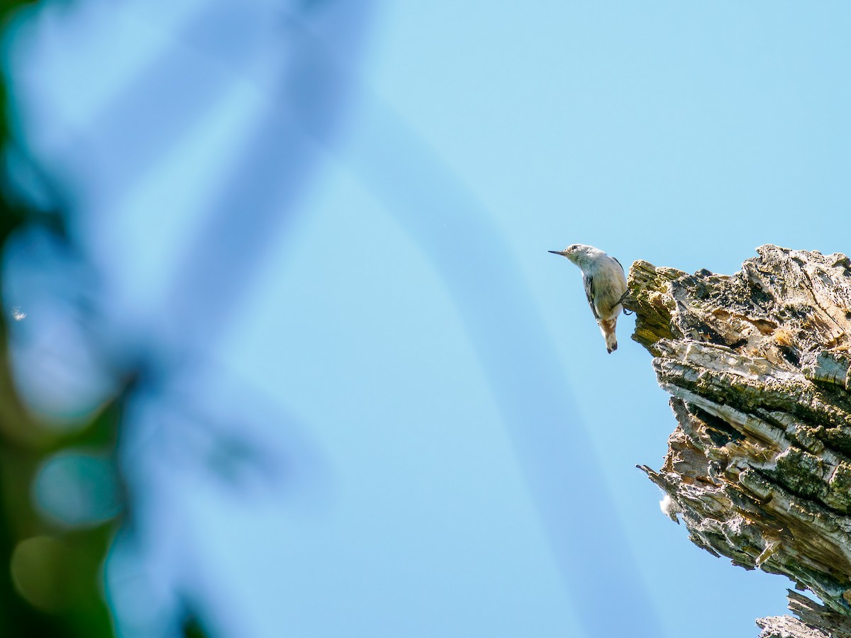 White-breasted Nuthatch - Tony Doty