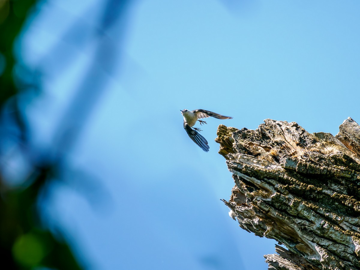 White-breasted Nuthatch - Tony Doty