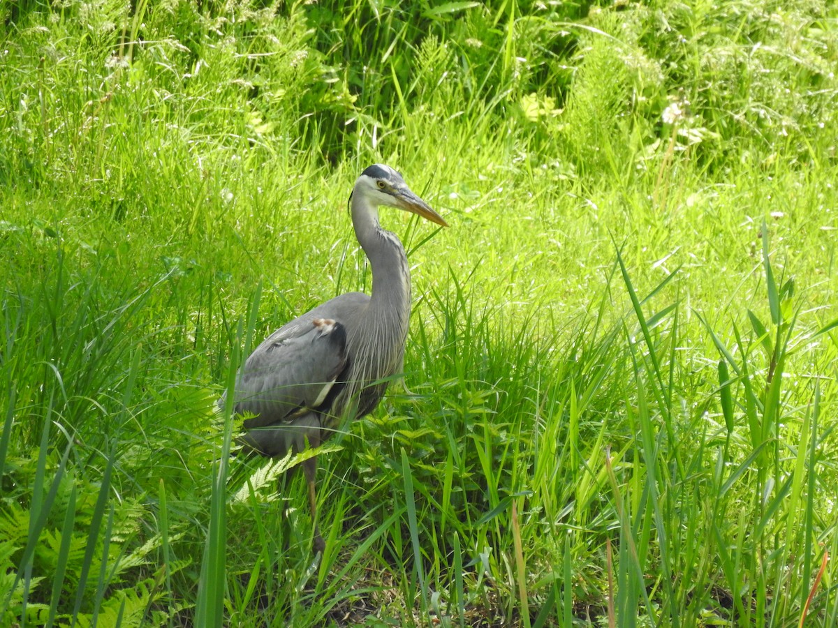 Great Blue Heron - ML619452108