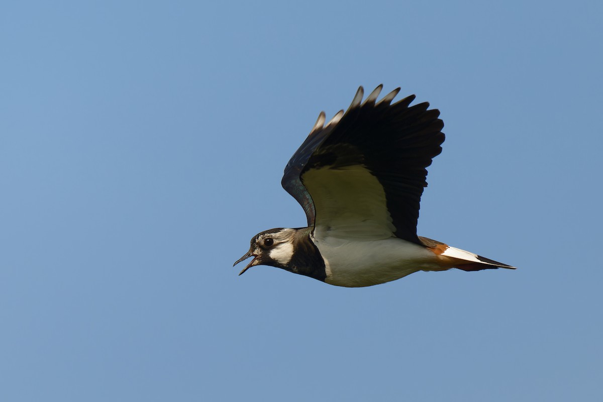 Northern Lapwing - Andreas Stadler
