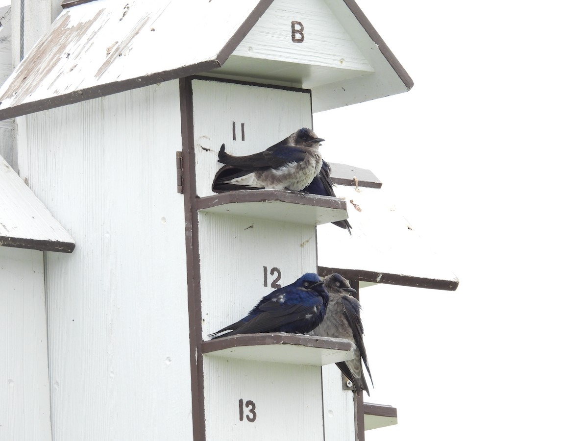 Purple Martin - ML619452113