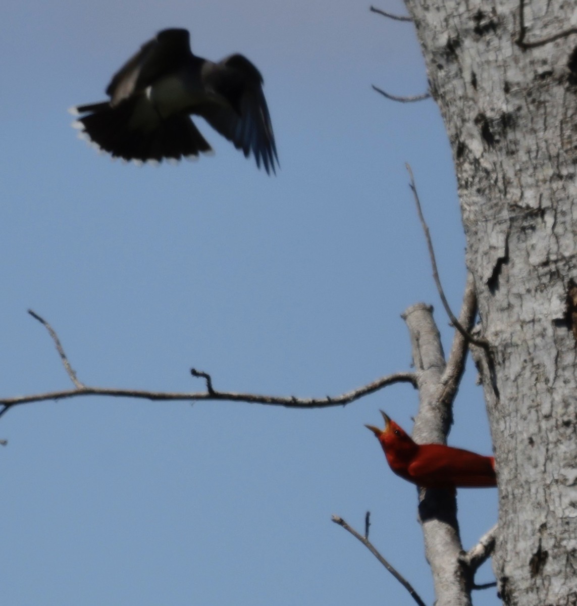 Eastern Kingbird - Christine Stoughton Root