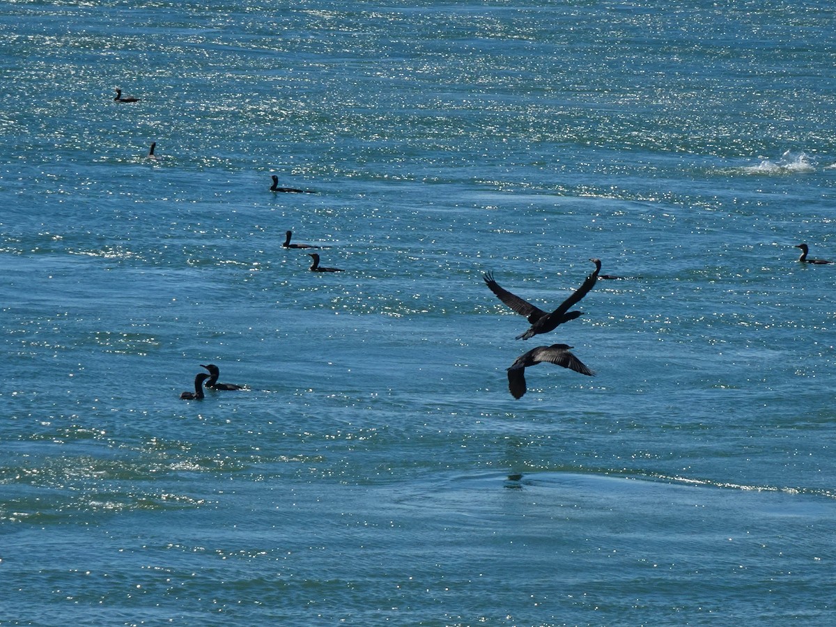 Double-crested Cormorant - ami horowitz