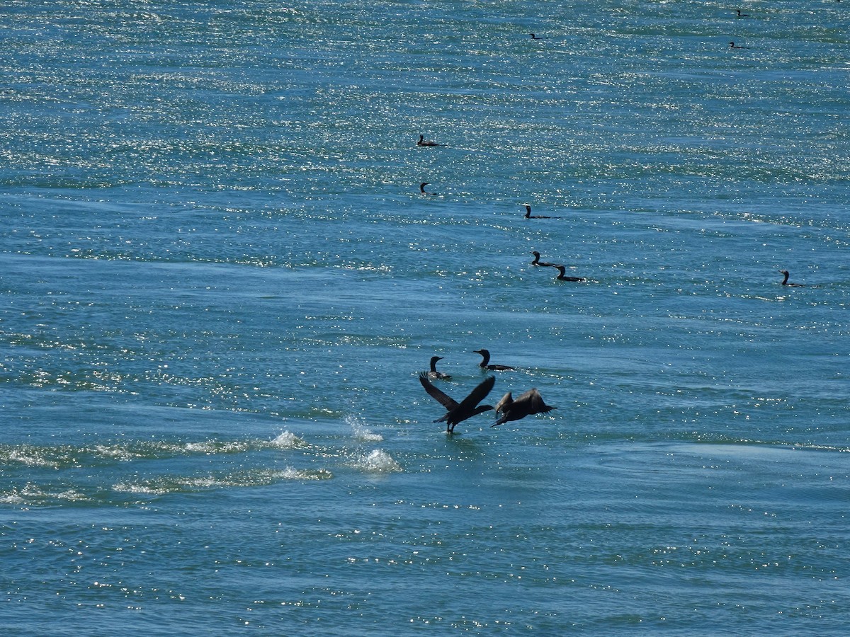 Double-crested Cormorant - ML619452124