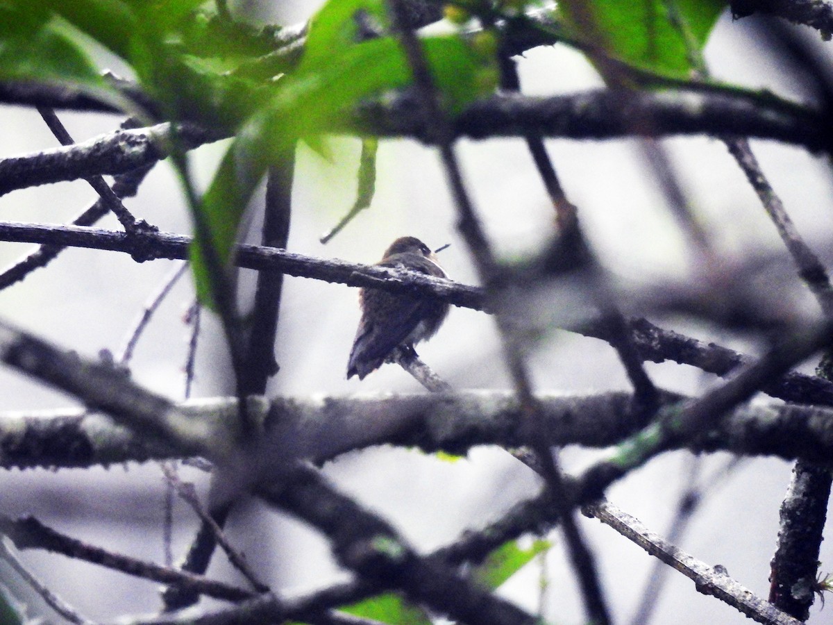 Scintillant Hummingbird - Marilyn Ureña