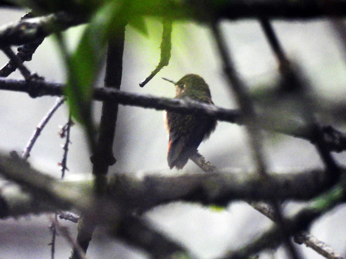 Scintillant Hummingbird - Marilyn Ureña