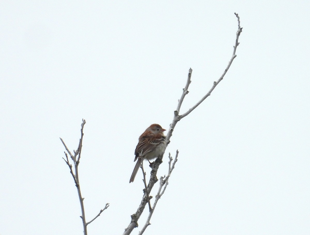 Field Sparrow - Kimberly Snaric