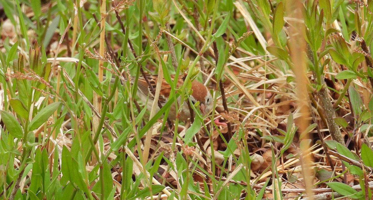 Field Sparrow - Kimberly Snaric