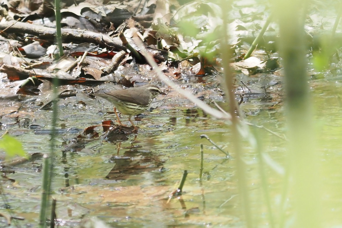 Northern Waterthrush - André Dionne