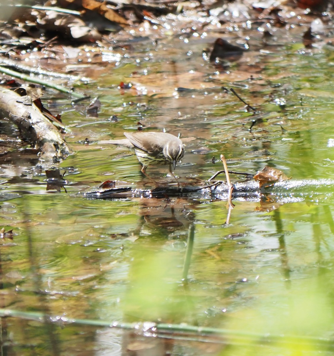 Northern Waterthrush - André Dionne