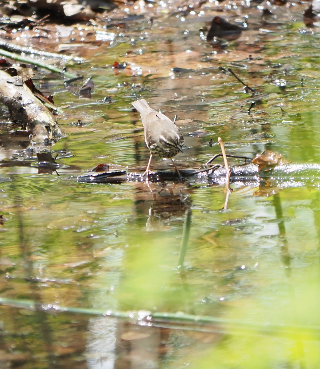 Northern Waterthrush - André Dionne