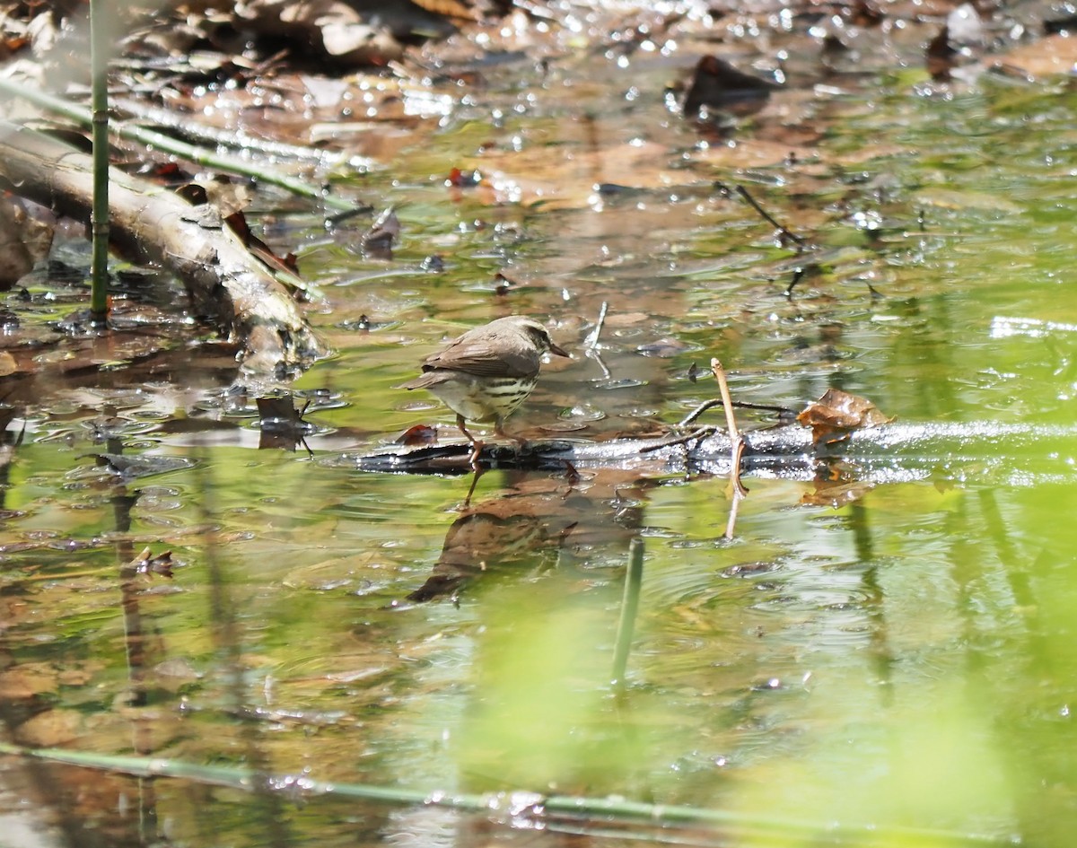 Northern Waterthrush - André Dionne