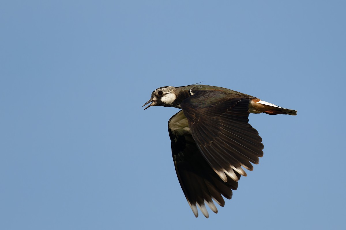 Northern Lapwing - Andreas Stadler