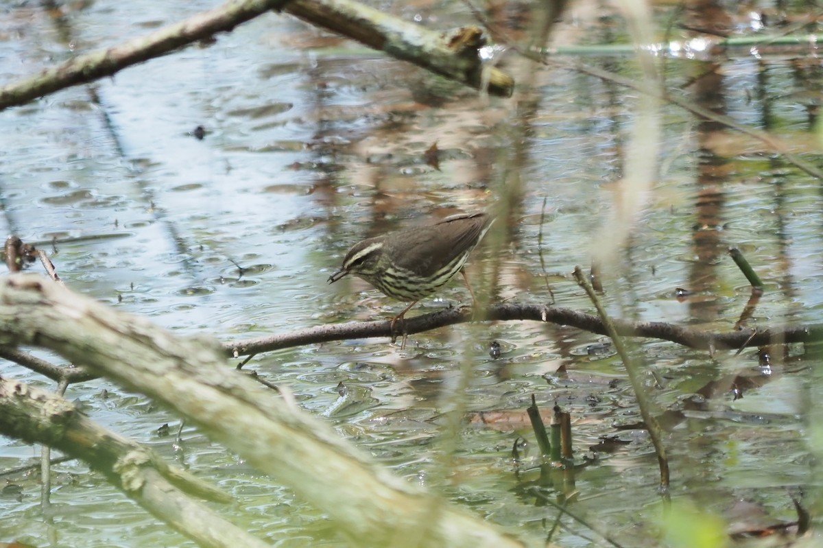 Northern Waterthrush - André Dionne