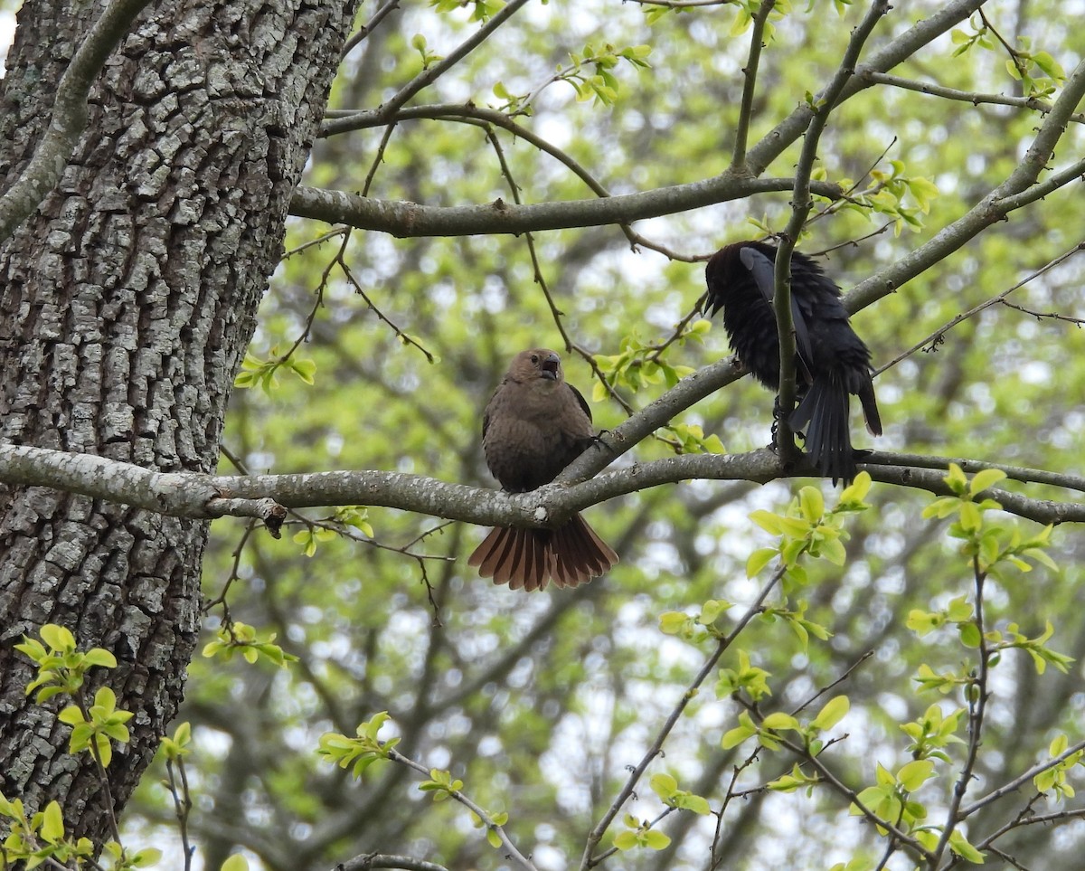 Brown-headed Cowbird - Kimberly Snaric