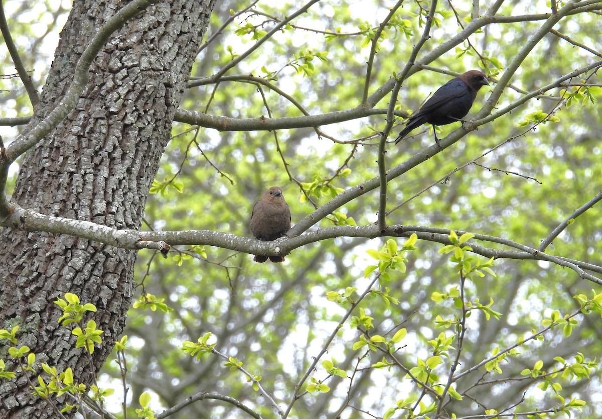 Brown-headed Cowbird - ML619452141