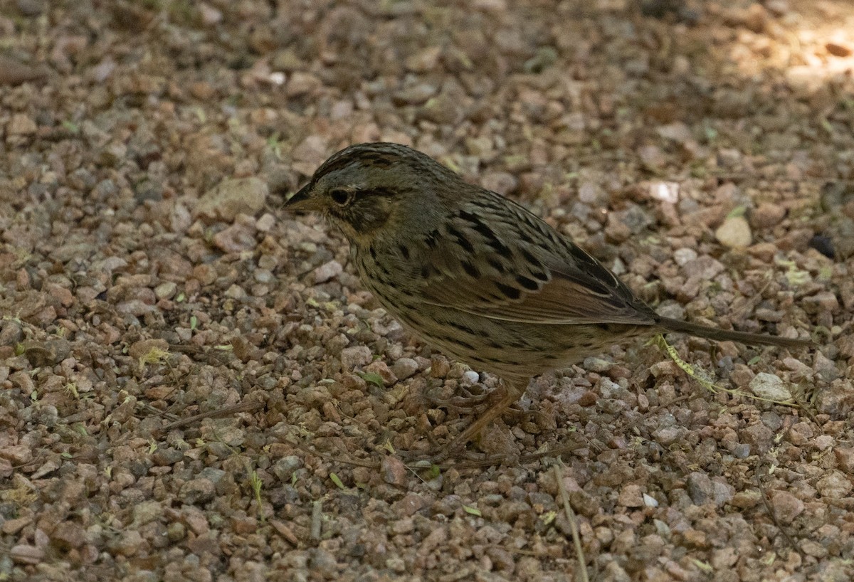 Lincoln's Sparrow - Anne Heyerly