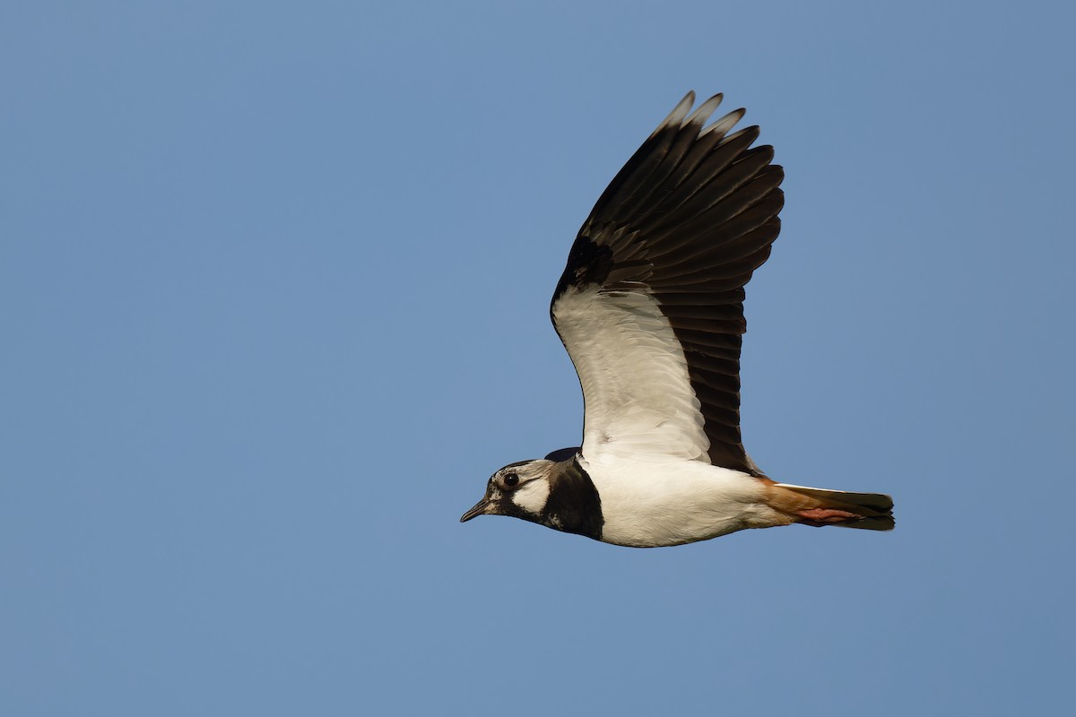 Northern Lapwing - Andreas Stadler