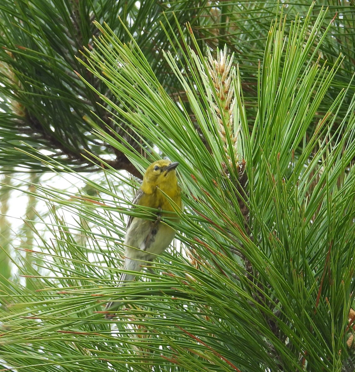 Pine Warbler - Kimberly Snaric