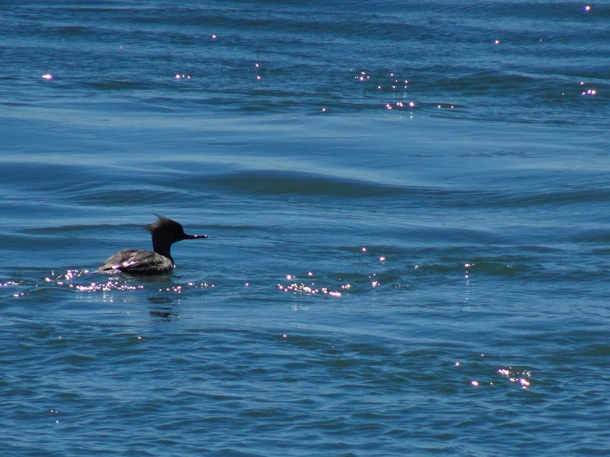 Red-breasted Merganser - ML619452153