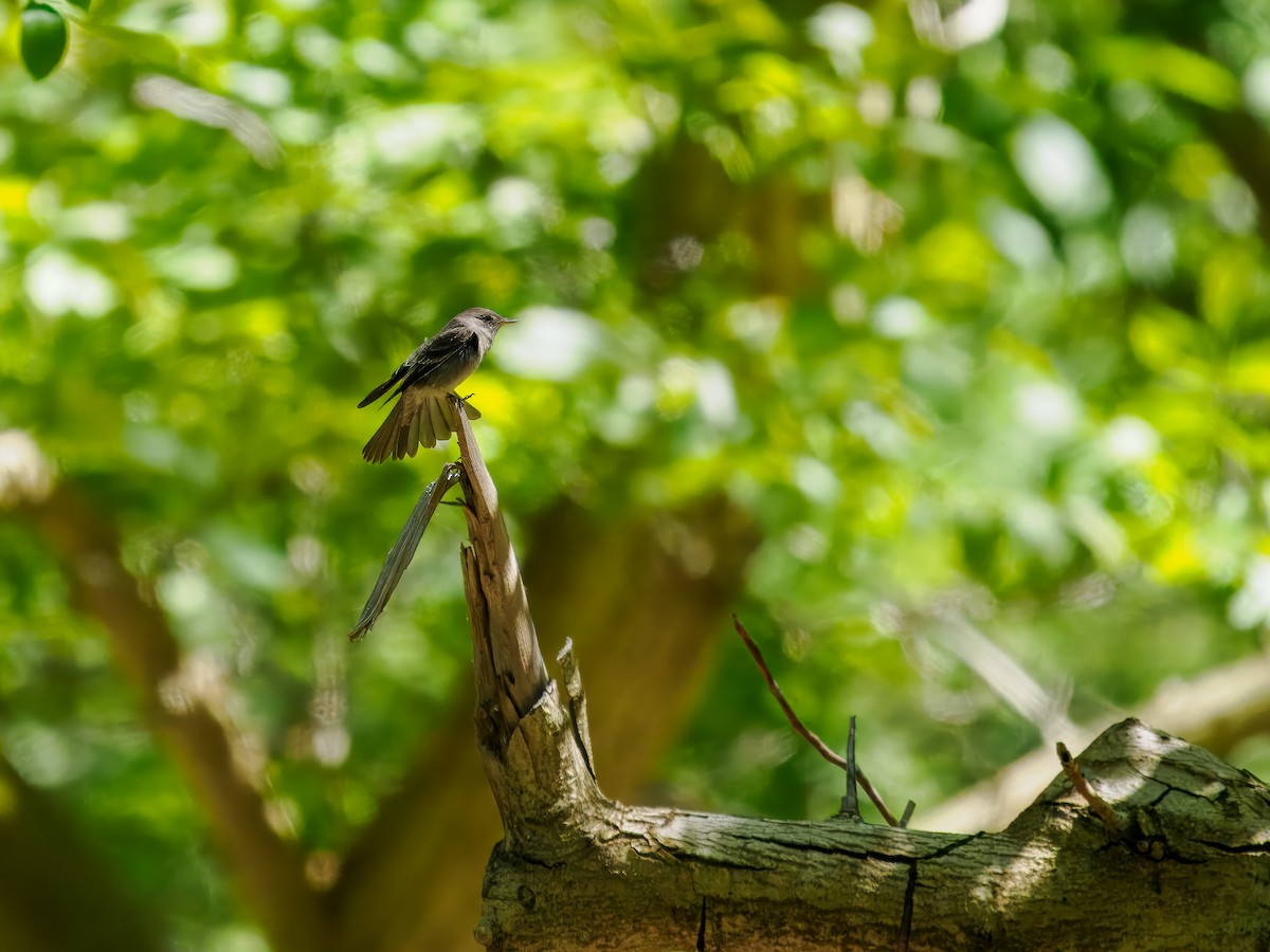 Western Wood-Pewee - Tony Doty