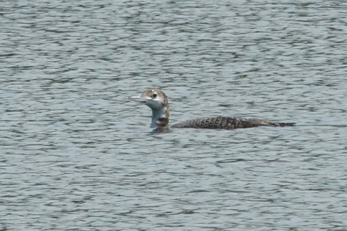 Common Loon - Elaine Marie