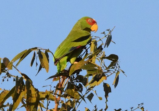 White-fronted Parrot - Laura Bakken