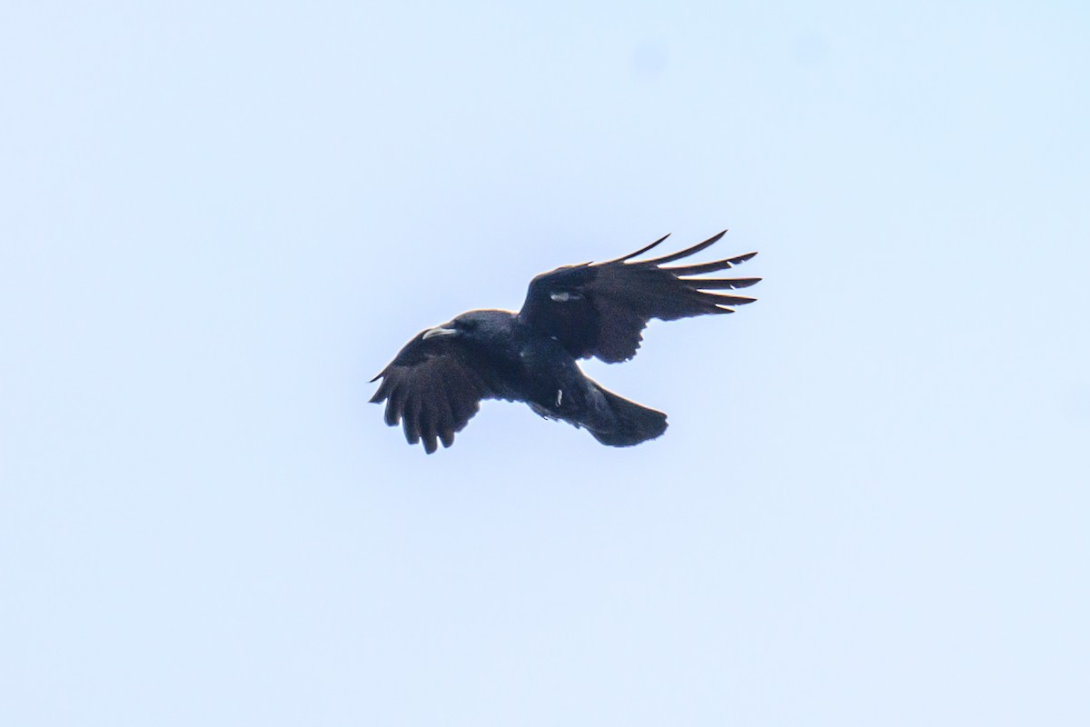 Common Raven - Artur Przybylo