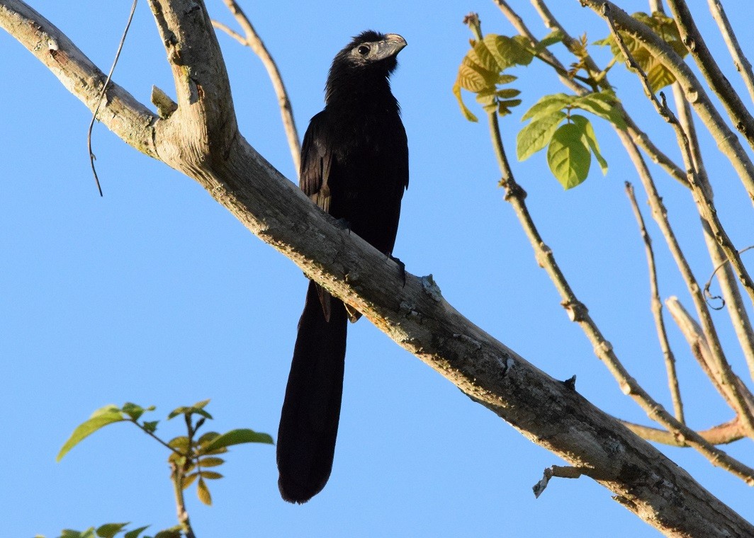 Groove-billed Ani - Laura Bakken