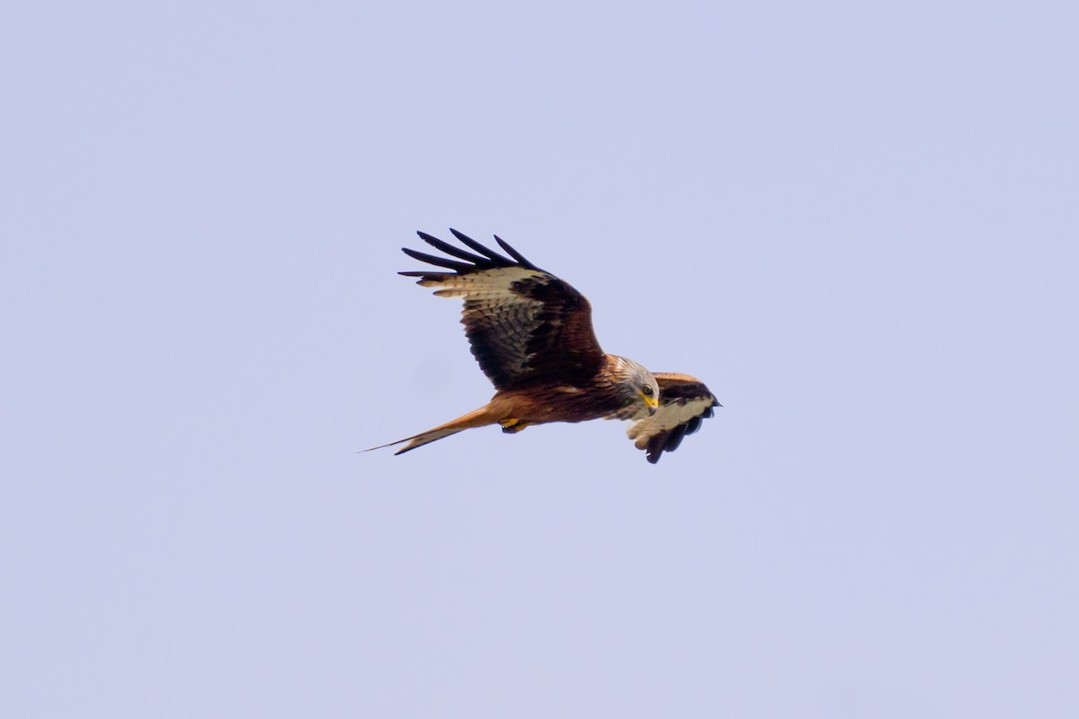 Red Kite - Artur Przybylo