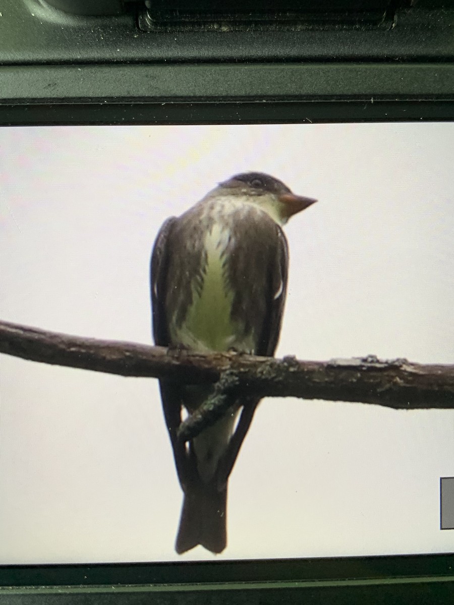 Olive-sided Flycatcher - Matthew Valencic