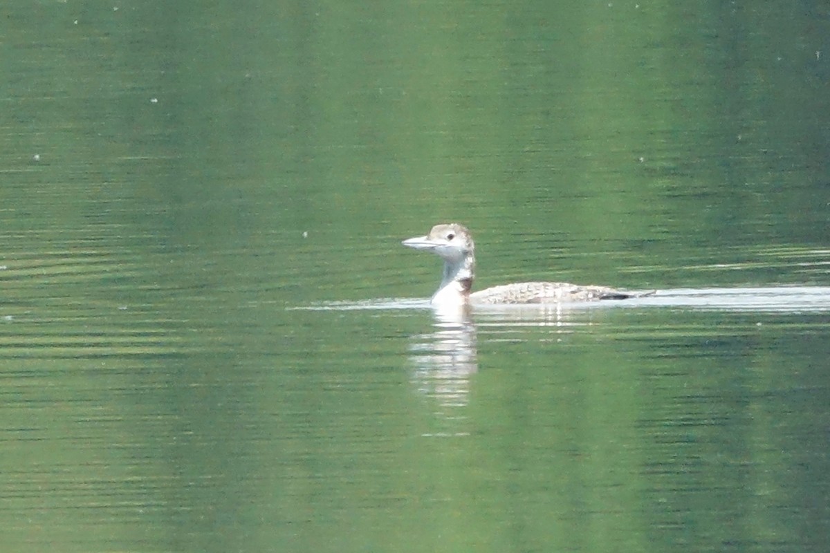 Common Loon - Elaine Marie