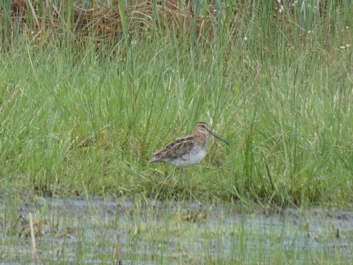 Wilson's Snipe - Micheline Roy