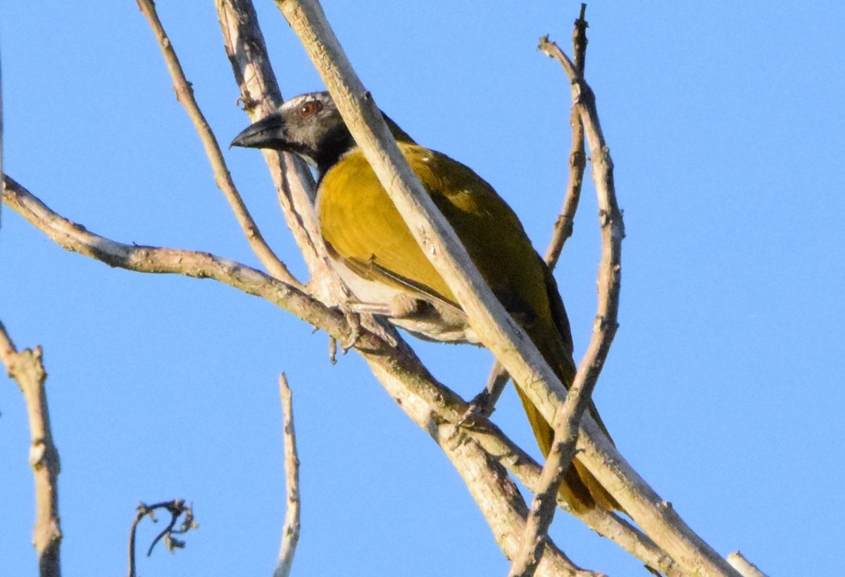 Black-headed Saltator - Laura Bakken