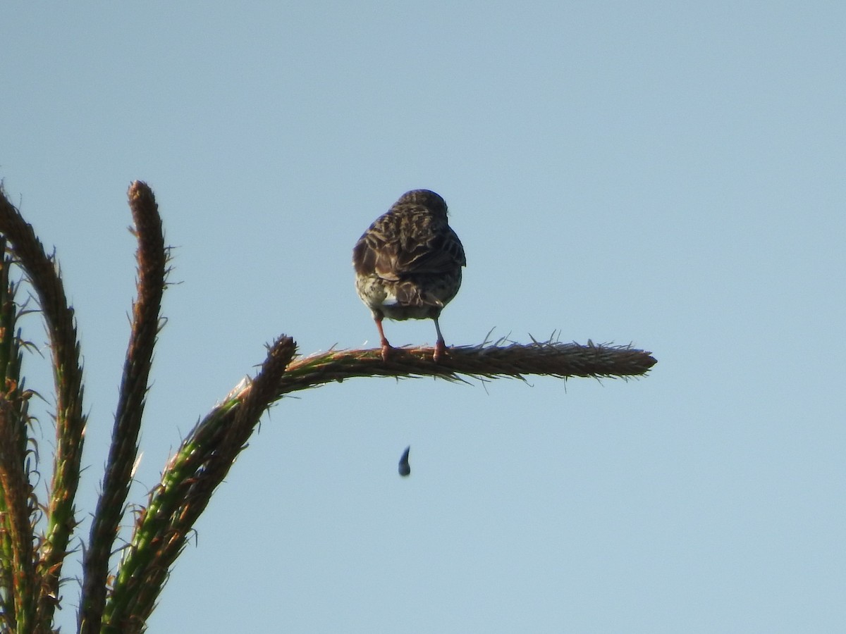 Song Sparrow - Mike Ferguson