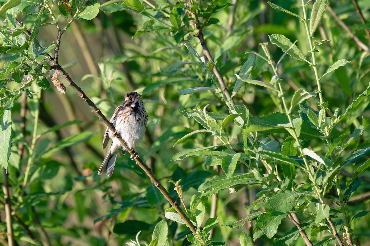 Reed Bunting - ML619452209